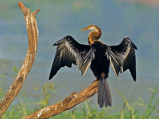 Oriental Darter - Sumit  Sengupta