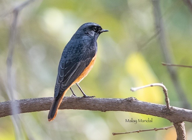 Black Redstart (Eastern) - ML379743321