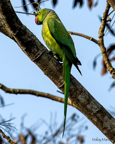 Rose-ringed Parakeet - ML379743341