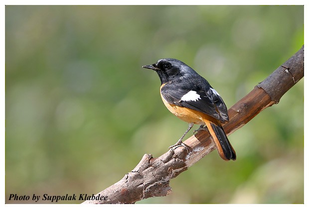 黃尾鴝 - ML379743361