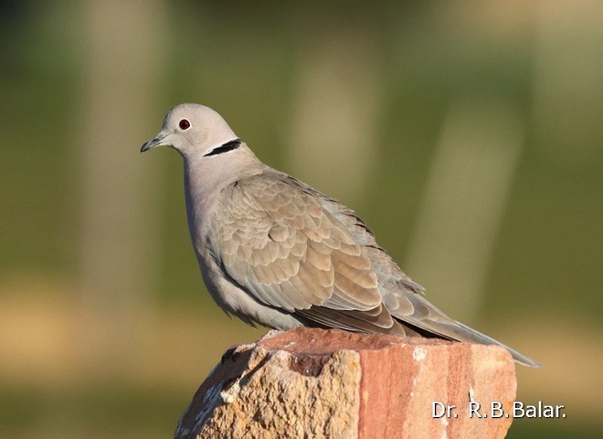 Eurasian Collared-Dove - Dr. Raghavji Balar