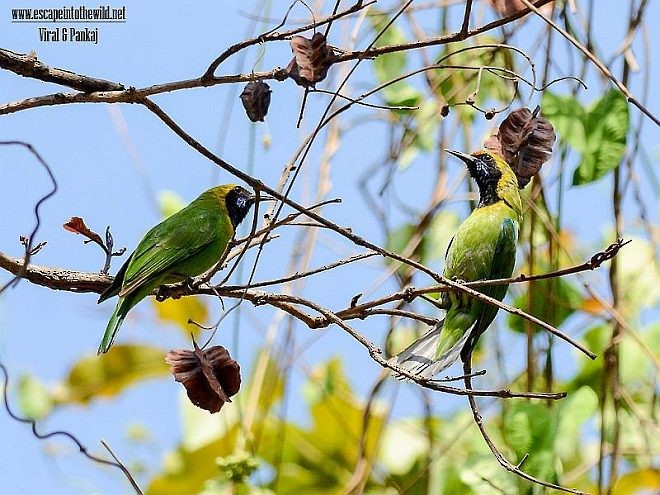 Golden-fronted Leafbird - Pankaj Maheria