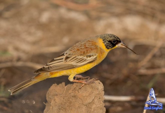 Black-headed Bunting - Sunil Singhal