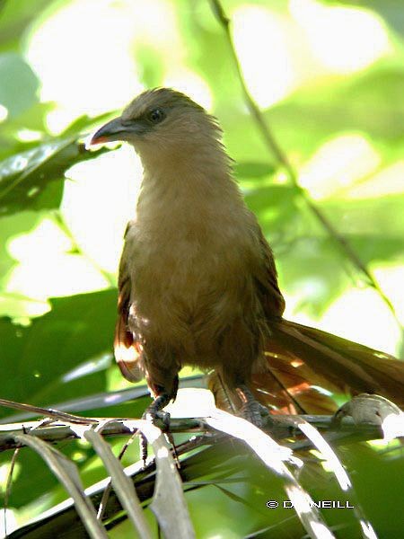 Bay Coucal - Daisy O'Neill
