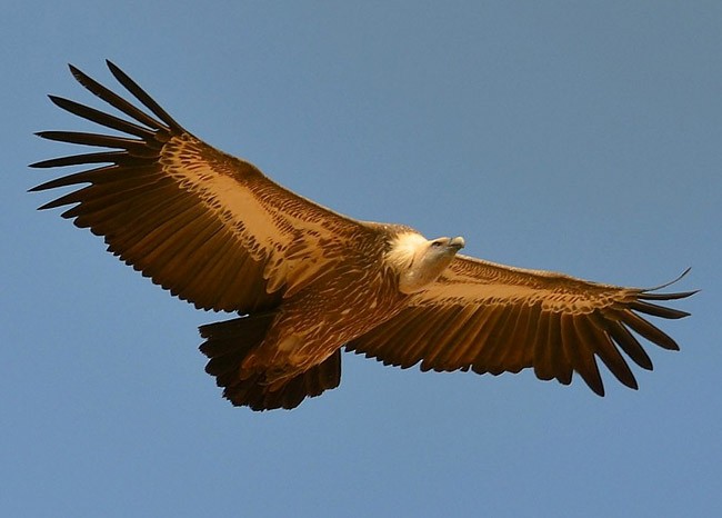 Grifone - ML379743491