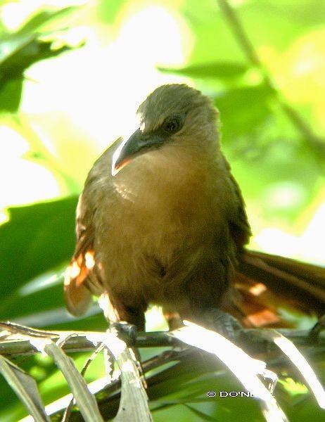 Bay Coucal - ML379743581