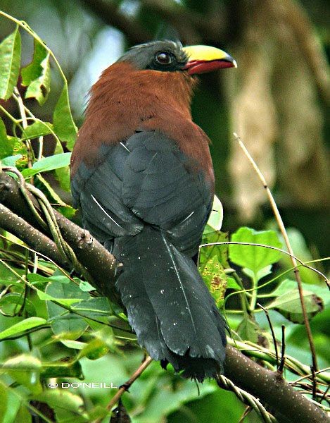 Yellow-billed Malkoha - ML379743591