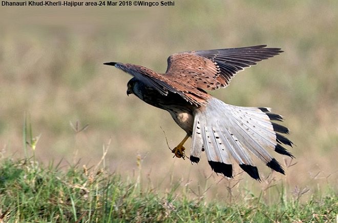 Eurasian Kestrel - Wg Cdr Vijay K Sethi