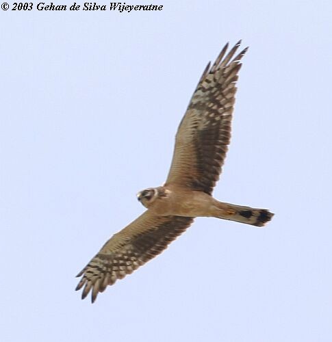 Pallid Harrier - ML379743721