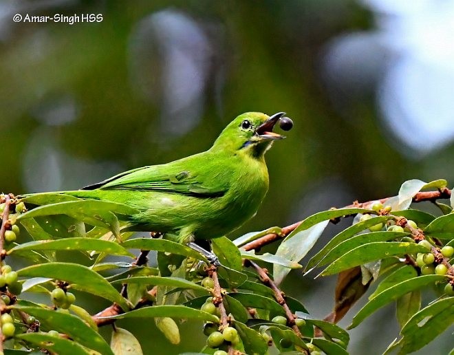 Lesser Green Leafbird - Amar-Singh HSS