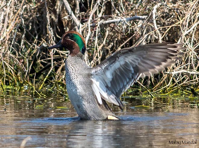 Green-winged Teal (Eurasian) - ML379744071