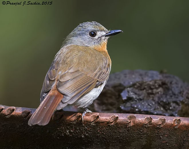 White-bellied Blue Flycatcher - ML379744171