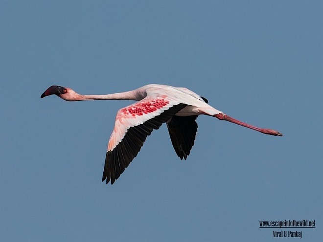 Lesser Flamingo - Pankaj Maheria