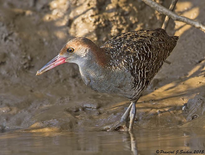 Slaty-breasted Rail - ML379744261