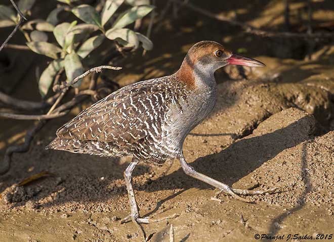 Slaty-breasted Rail - ML379744321