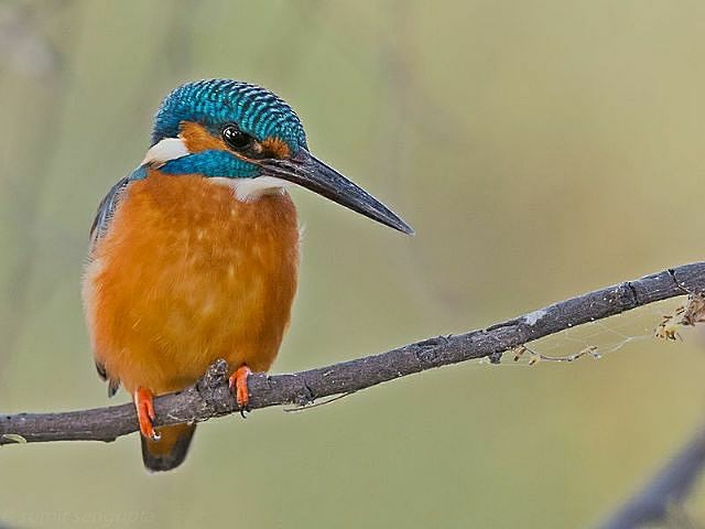 Common Kingfisher - Sumit  Sengupta