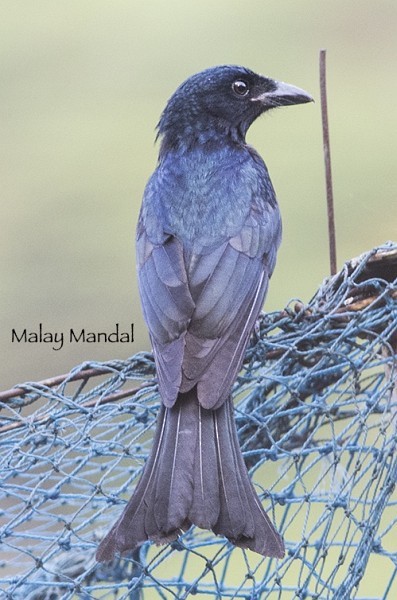 Crow-billed Drongo - ML379744521
