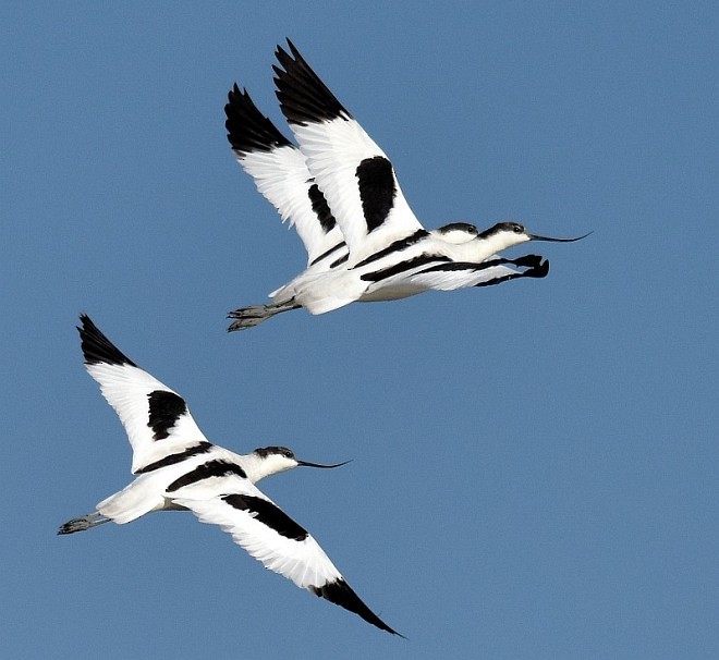 Алаг ээтэн - ML379744541