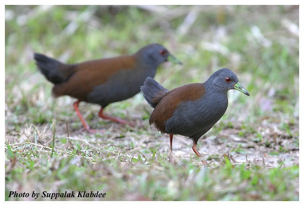 Black-tailed Crake - ML379744551