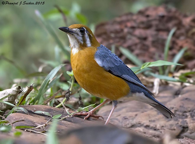 Orange-headed Thrush (White-throated) - ML379744561