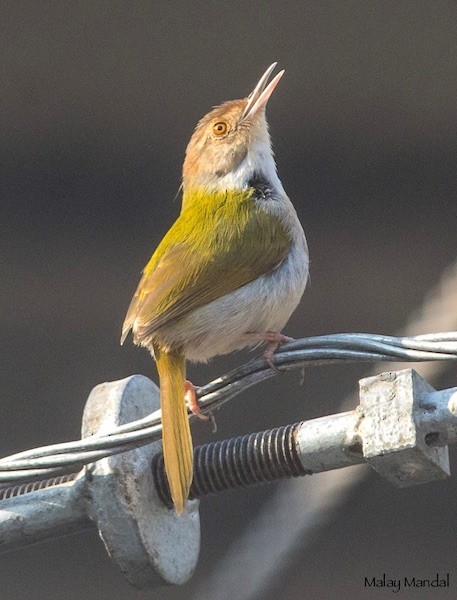 Common Tailorbird - ML379744571