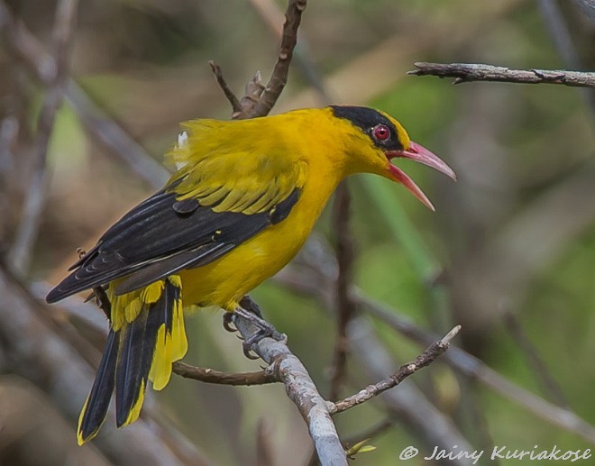 Black-naped Oriole (Sunda) - ML379744611