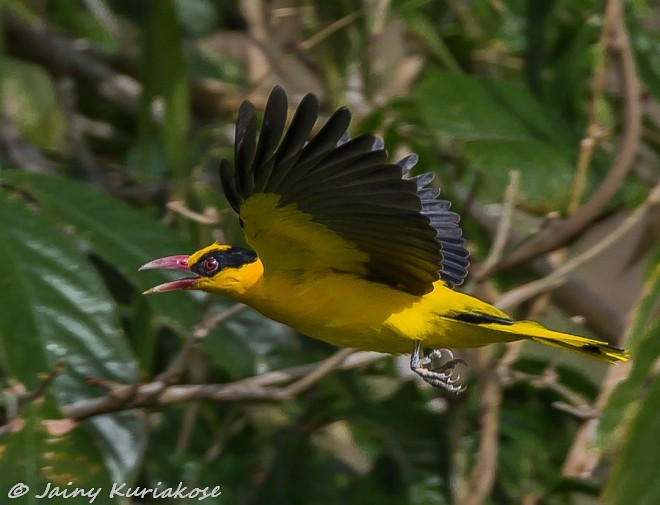 Black-naped Oriole (Sunda) - ML379744621