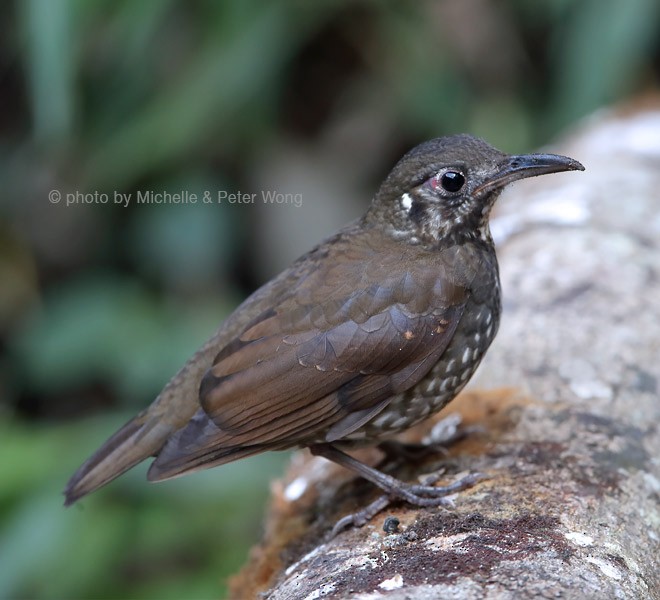 Dark-sided Thrush - ML379744661