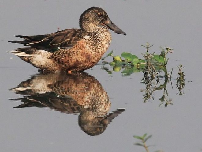 Халбага нугас - ML379744671