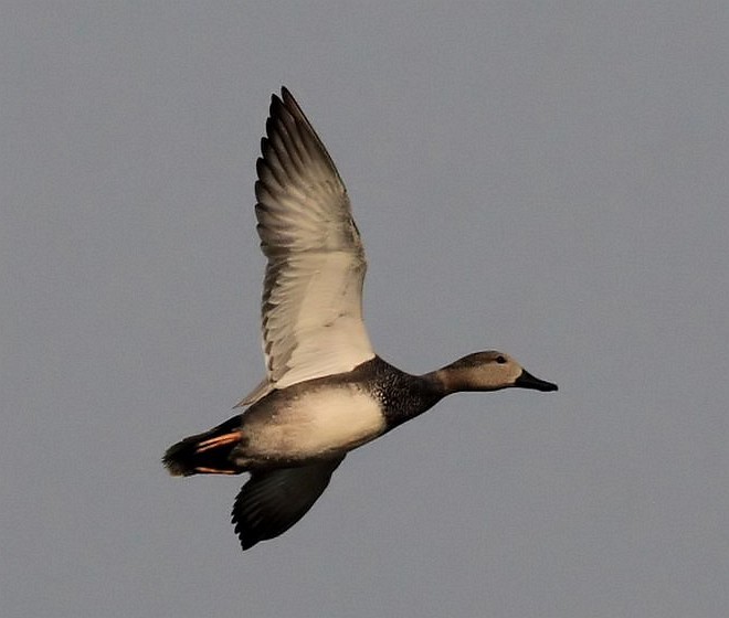 Бор нугас - ML379744681