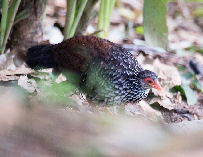 Sri Lanka Spurfowl - ML379744711