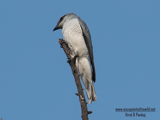 Indian Cuckooshrike - ML379744721