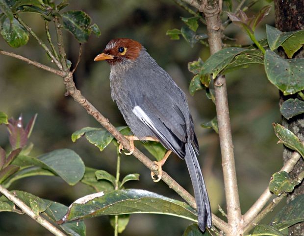 Chestnut-hooded Laughingthrush - ML379744731