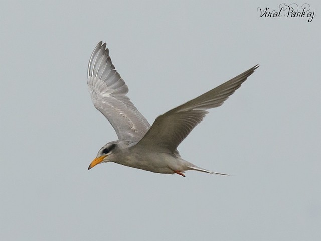River Tern - ML379744741