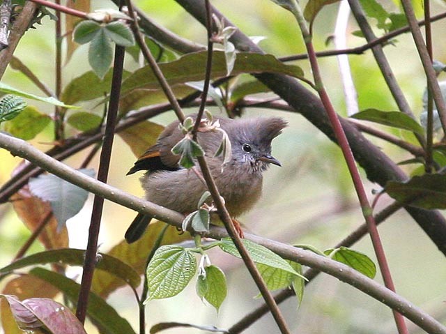 Stripe-throated Yuhina - ML379744751