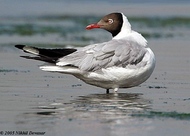 Бор толгойт цахлай - ML379744771