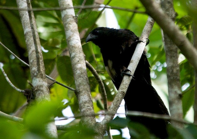Goliath Coucal - ML379744811