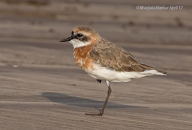 Төвд хиазат - ML379744821