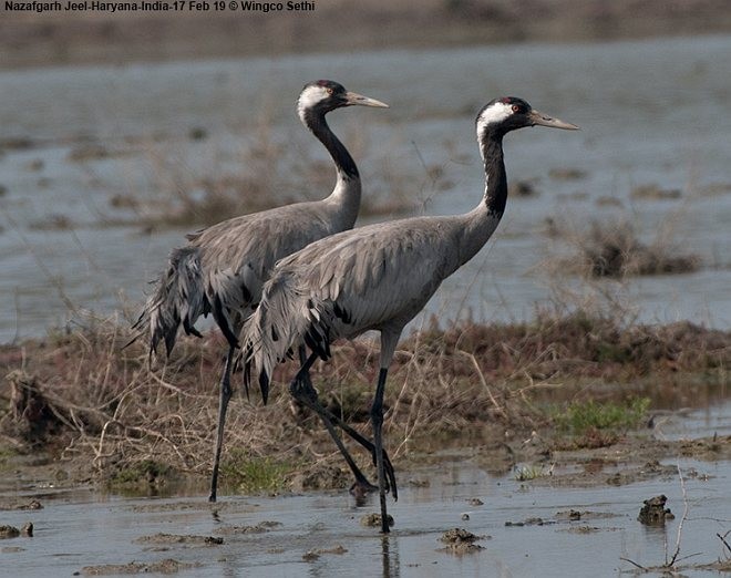 Хархираа тогоруу - ML379744831