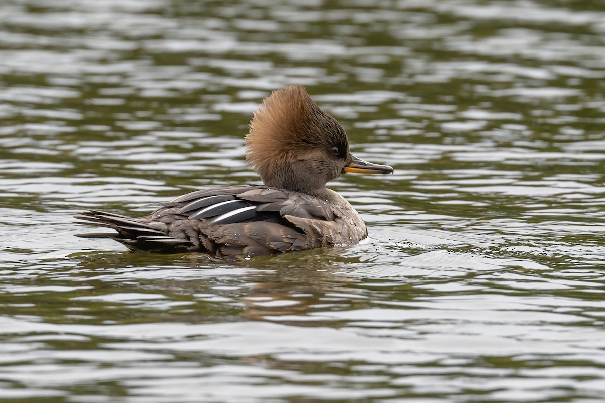 Hooded Merganser - Frank King