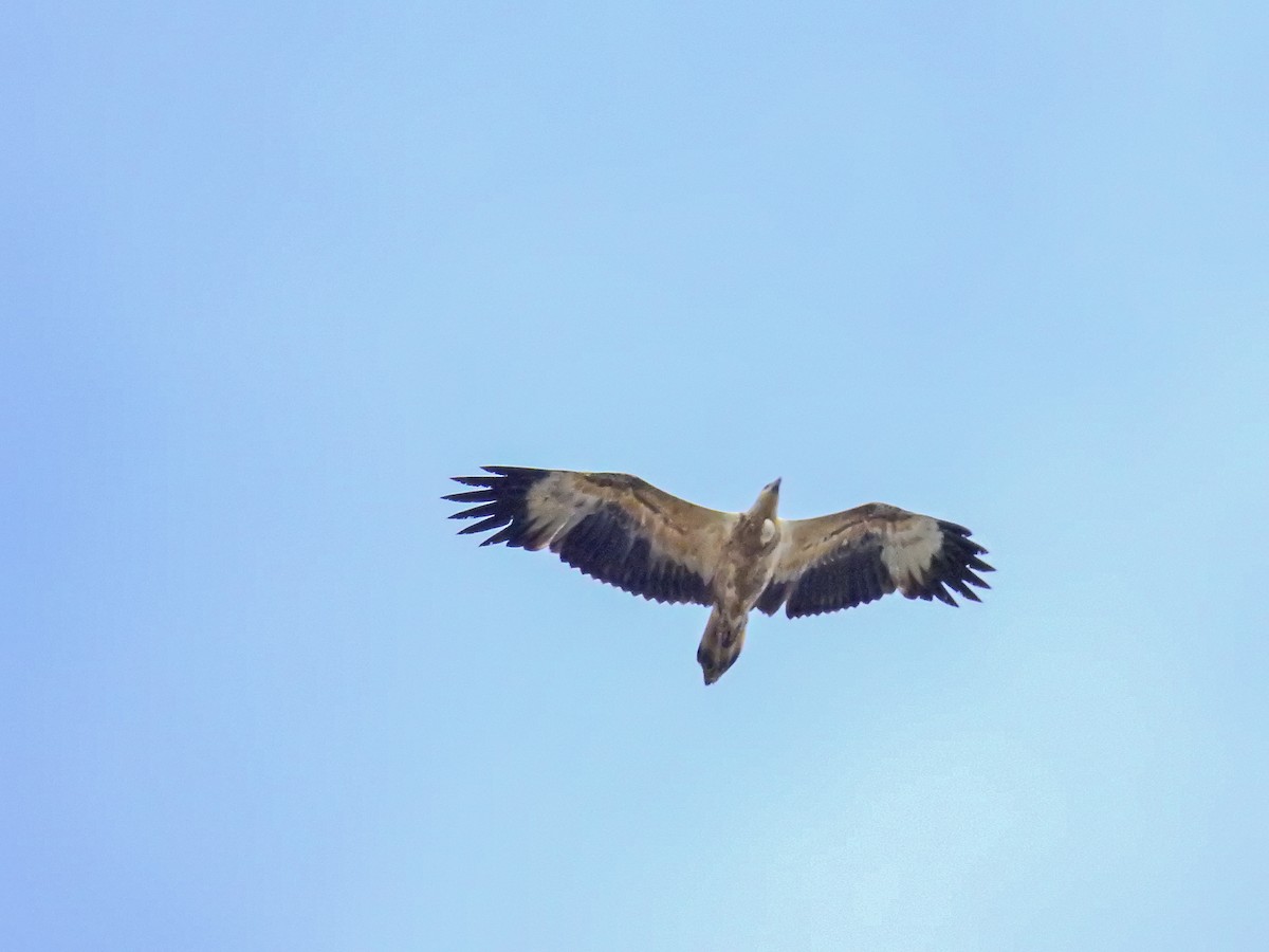 White-bellied Sea-Eagle - Peter Stevens