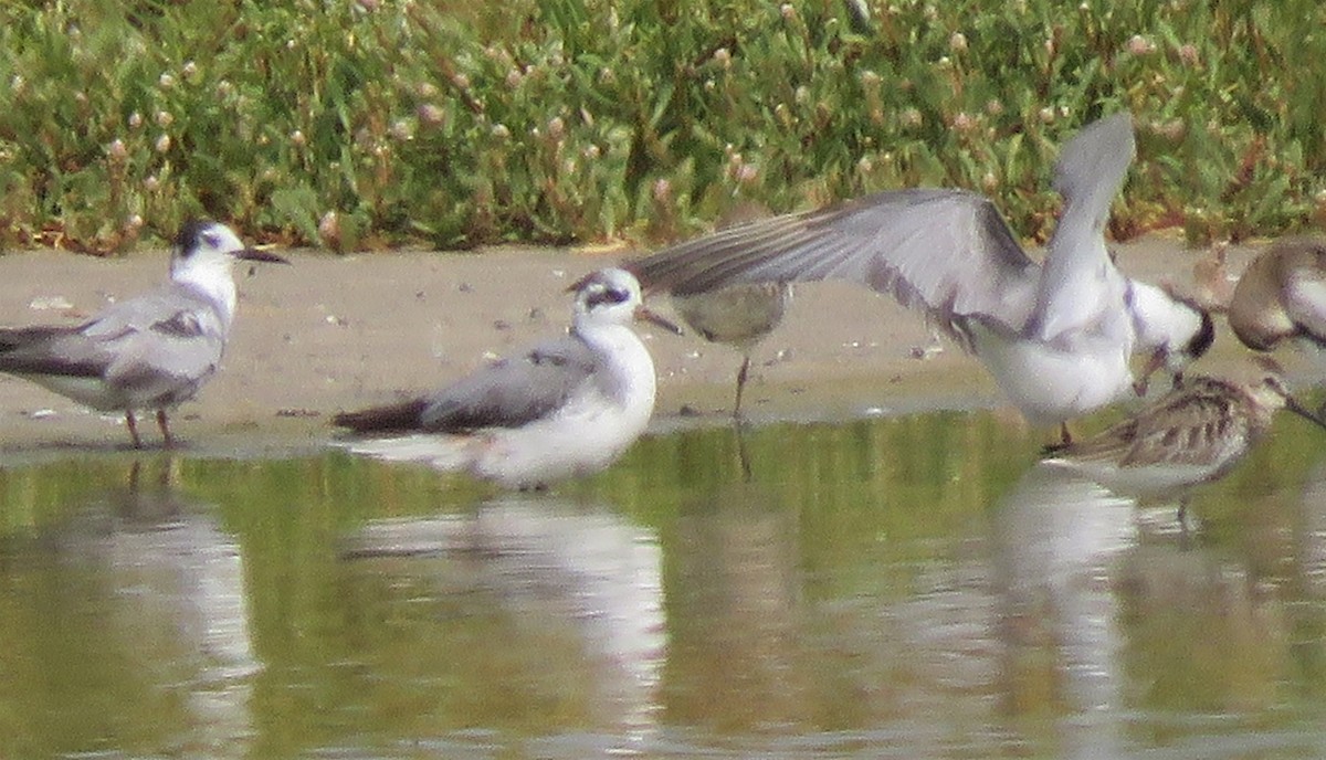 Red Phalarope - ML379747421