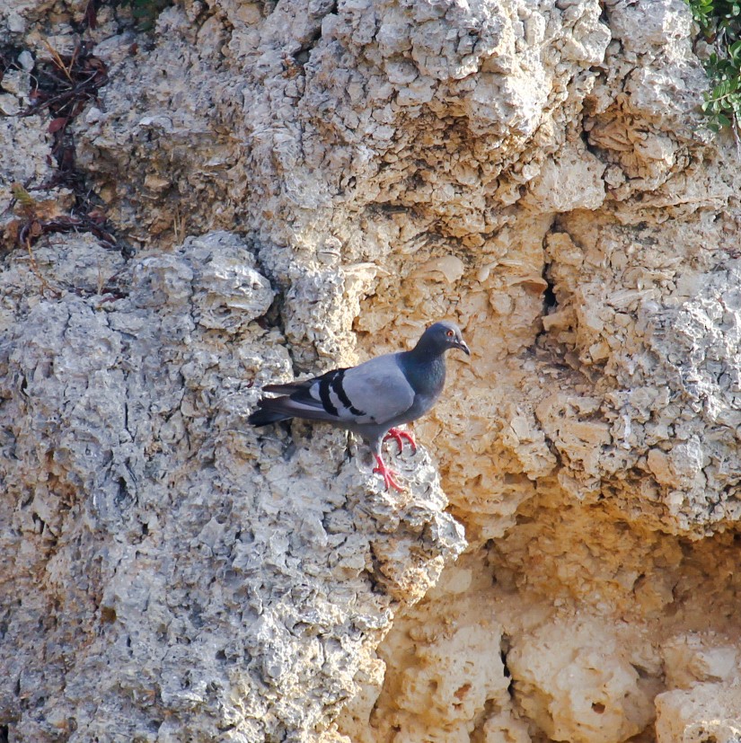 Rock Pigeon (Wild type) - ML379747531