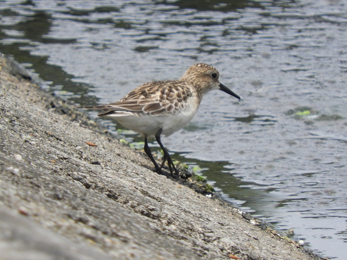 Bairdstrandläufer - ML379747781