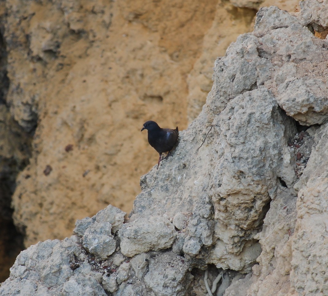 Rock Pigeon (Feral Pigeon) - ML379748091