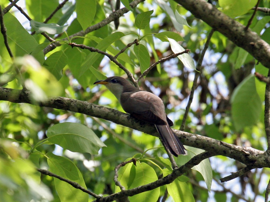 Yellow-billed Cuckoo - ML37974811