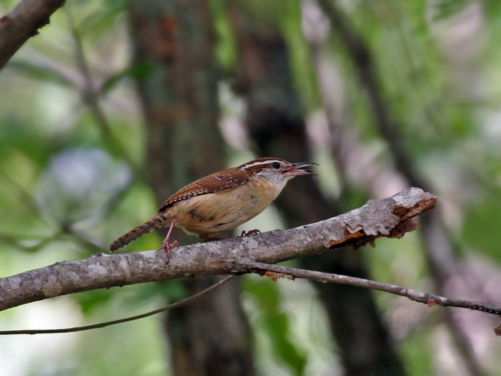 Carolina Wren - ML37975101