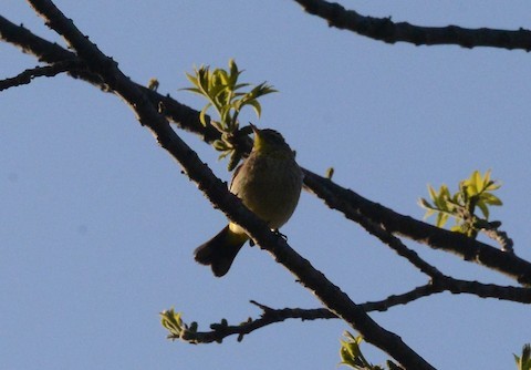 Meisenwaldsänger - ML379751231