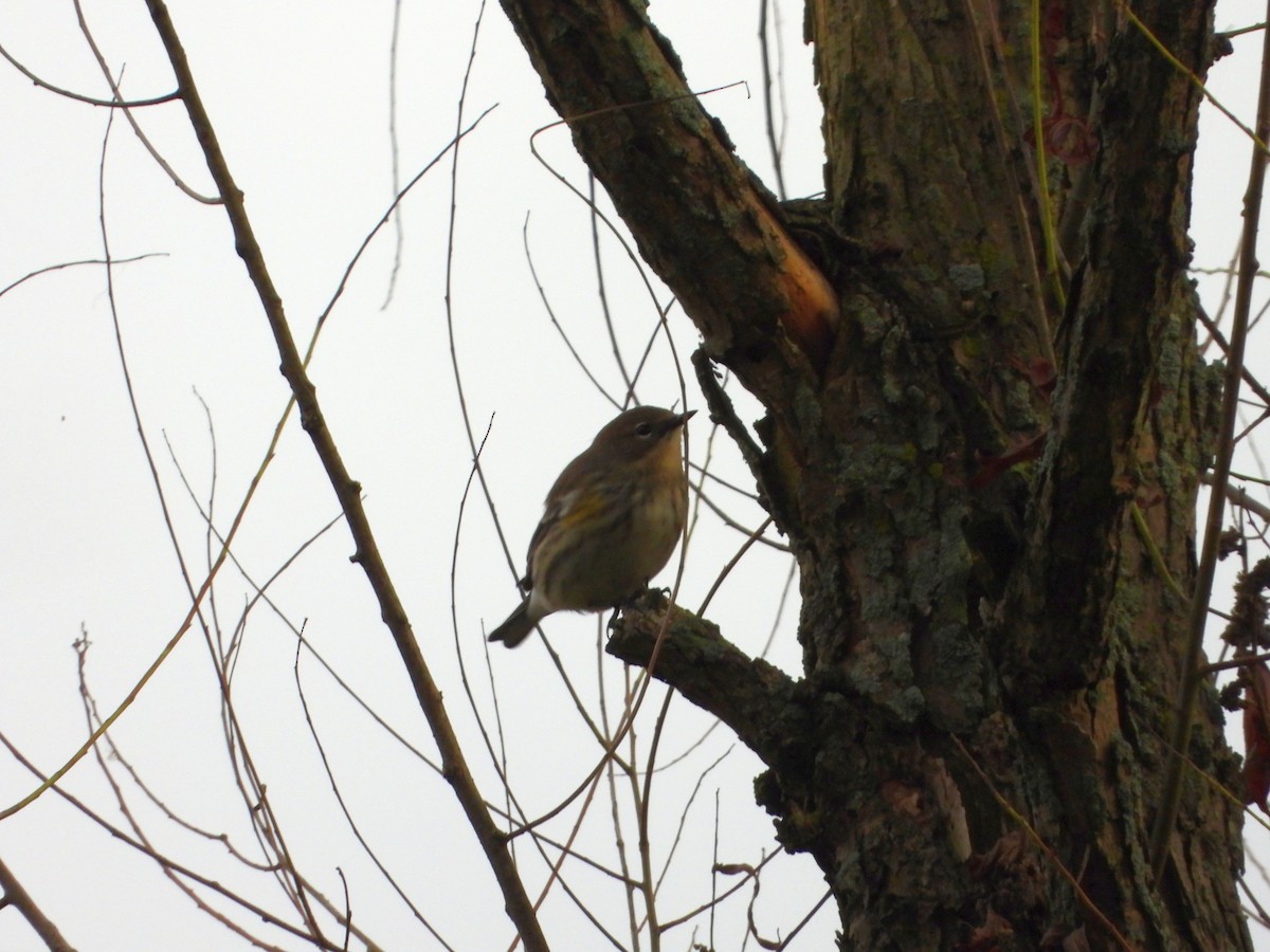 Yellow-rumped Warbler - ML379752251