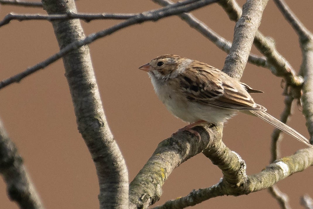 Clay-colored Sparrow - ML379752601